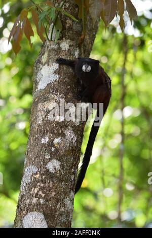 A doppio spiovente Tamarin nella foresta pluviale peruviana Foto Stock