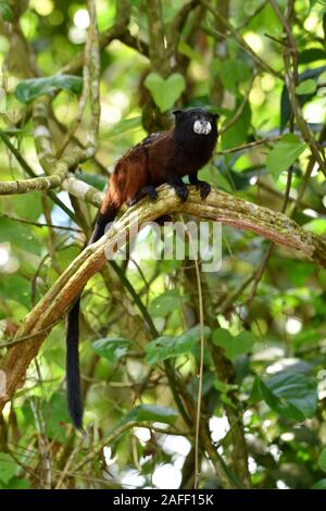 A doppio spiovente Tamarin nella foresta pluviale peruviana Foto Stock