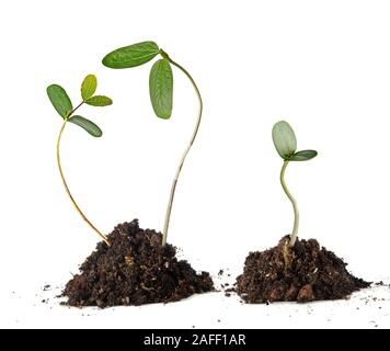 Alberelli su sfondo bianco Foto Stock