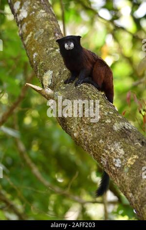 A doppio spiovente Tamarin nella foresta pluviale peruviana Foto Stock