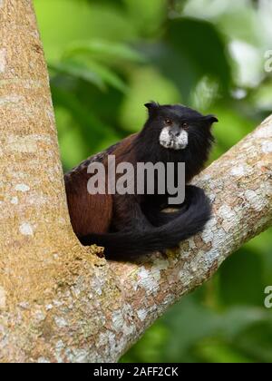 A doppio spiovente Tamarin nella foresta pluviale peruviana Foto Stock