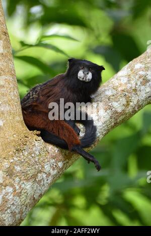 A doppio spiovente Tamarin nella foresta pluviale peruviana Foto Stock