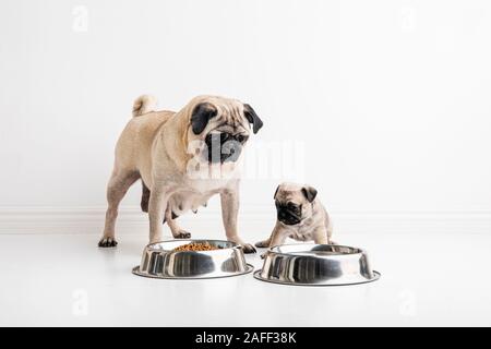 Due graziosi sei settimane di razza pug cuccioli in costumi di Natale. I cani sono i fratelli germani e uno è che indossa un cappello da Babbo Natale e l'altra ha un fiocco rosso. W Foto Stock