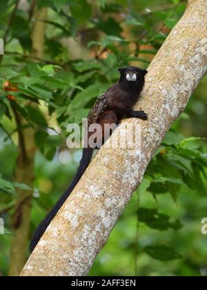 A doppio spiovente Tamarin nella foresta pluviale peruviana Foto Stock