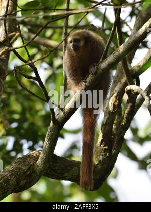 Un giovane San Martin Titi Monkey sul ramo nella foresta pluviale di Tarapoto Foto Stock