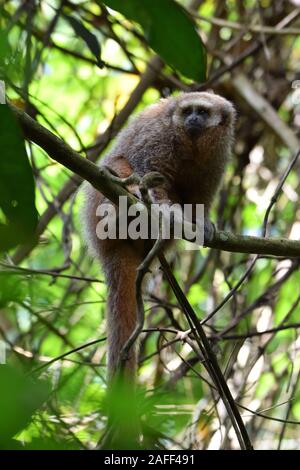 Un giovane San Martin Titi Monkey sul ramo nella foresta pluviale di Tarapoto Foto Stock