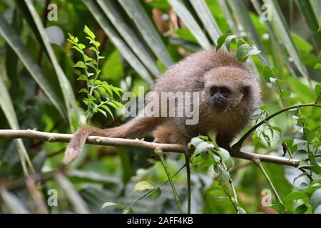 Un giovane San Martin Titi Monkey sul ramo nella foresta pluviale di Tarapoto Foto Stock