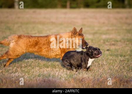 Due cani giocando, un bulldog francese e un Westerwälder Kuhhund (Old German Sheepdog) Foto Stock