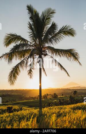 Incredibile caldo arancio tramonto sul famoso Jatiluwih terrazzi di riso e alta vista Palm. Meta turistica molto landmark in Bali. L'armonia della natura. Foto Stock