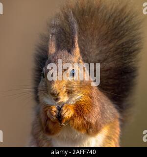 Red scoiattolo (Sciurus vulgaris) animale mangia headshot frontale close up ritratto con sfondo sfocato Foto Stock