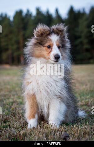 Sheltie (Shetland Sheepdog) cucciolo Foto Stock