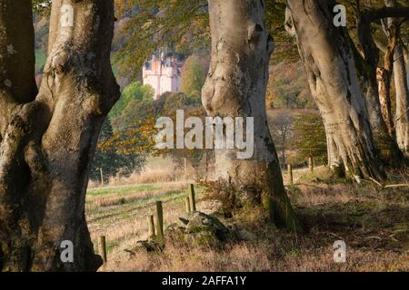 La scozzese Rosa Castello di Craigievar come visto attraverso una linea di faggio (Fagus sylvatica) da adiacente Bosco in autunno Foto Stock