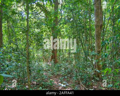 Foresta densa vegetazione ed alberi vicino Saen Monourom (Sen Monorom) in zone di Mondulkiri Provincia, in Cambogia. Foto Stock