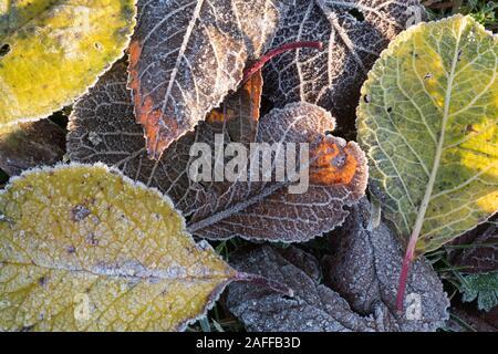 Una varietà di foglie di decomposizione in presenza di luce solare su un gelido mattina nel tardo autunno / inizio inverno Foto Stock