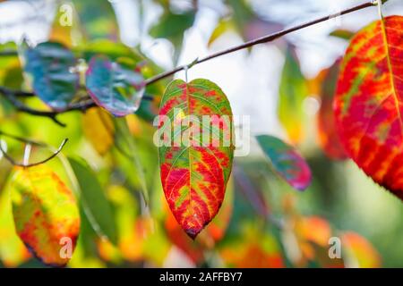 Unica foglia di Amelanchier, un famoso giardino arbusto o piccolo albero, vicino, in colorate di rosso e verde i colori autunnali Foto Stock