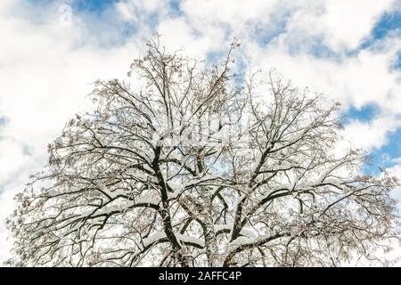 Grande Scala delle chiome rami ricoperti di neve con il cielo azzurro e sole luminoso e brillante sullo sfondo. Natura invernale scena. Buona chiaro previsioni meteo Foto Stock