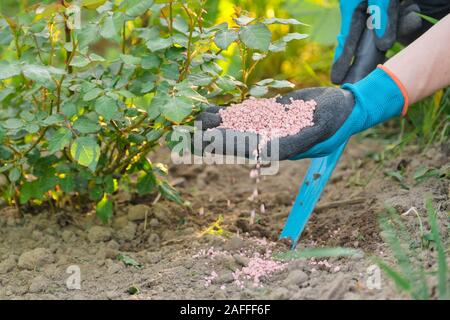 Fertilizzante in granuli nelle mani della donna giardiniere. Foto Stock