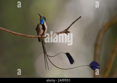 Un meraviglioso Spatuletail colibrì il più raro e spettacolare hummingbird nel mondo Foto Stock