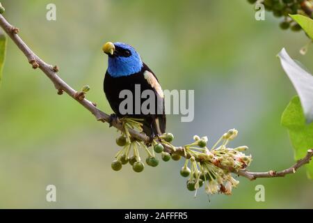 Blu-colli mangiare Tanager alcune bacche nella foresta pluviale peruviana Foto Stock