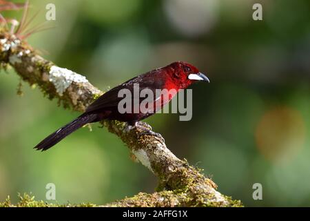 Argento-fatturati Tanager sul ramo nella foresta pluviale peruviana Foto Stock