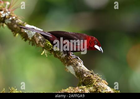 Argento-fatturati Tanager sul ramo nella foresta pluviale peruviana Foto Stock