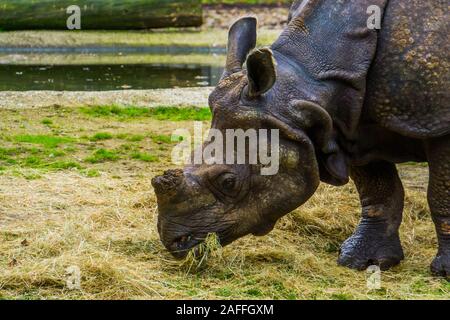 Grande rinoceronte indiano di mangiare il fieno con la sua faccia in primo piano, Rhino dieta, vulnerabile specie animale da India Foto Stock