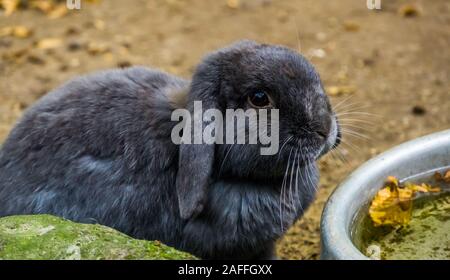 Carino il ritratto di un nero Coniglio europeo, popolare addomesticati bunny specie Foto Stock