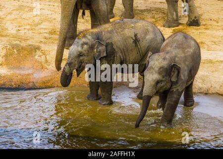 Due bambini elefanti asiatici insieme permanente sul lato acqua, elefante Asiatico vitelli, minacciate specie animale da Asia Foto Stock
