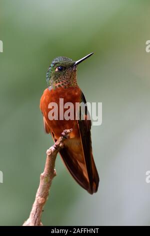 Un petto di castagno Coronet hummingbird peruviana in Cloud Forest Foto Stock