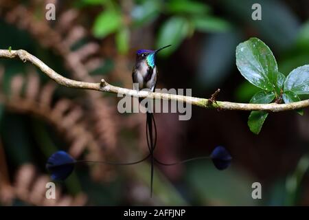 Un meraviglioso Spatuletail colibrì il più raro e spettacolare hummingbird nel mondo Foto Stock