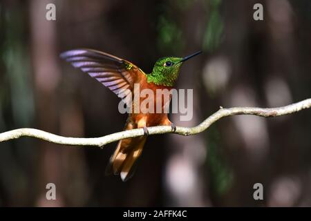 Un petto di castagno Coronet hummingbird peruviana in Cloud Forest Foto Stock
