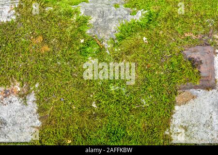 Il vecchio muro di cemento con MOSS. La consistenza del calcestruzzo stagionato parete ricoperta di muschio. Età compresa tra calcestruzzo su sfondo a parete Foto Stock