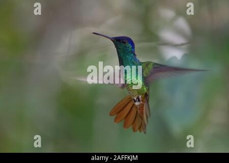 Un oro-tailed Sapphire in volo Foto Stock