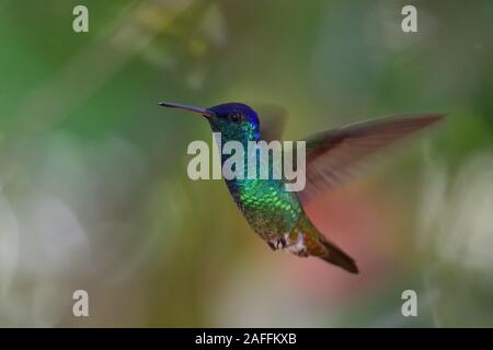 Un oro-tailed Sapphire in volo Foto Stock