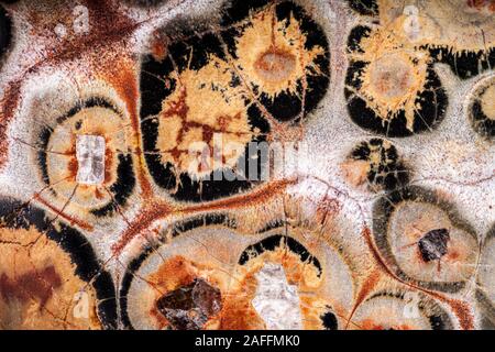Macro Exteme di Leopardskin Jasper superficie. Foto Stock
