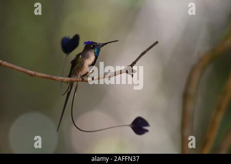 Un meraviglioso Spatuletail colibrì il più raro e spettacolare hummingbird nel mondo Foto Stock