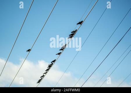 C'è sempre uno. I piccioni sui conduttori di elettricità. Uno solo, quindici insieme. Uno dispari. Blue sky. Foto Stock