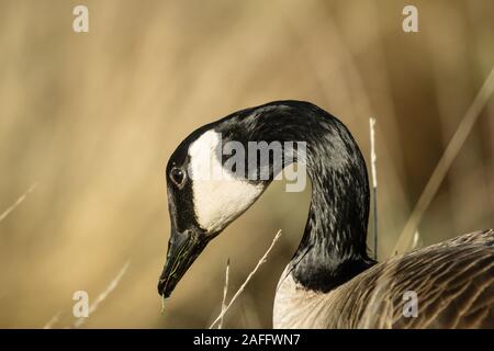 Canada Goose (Branta canadensis) della testa e del collo di profilo sulla giornata autunnale. Mostra distintivo faccia nera con il bianco dal sottogola. Foto Stock