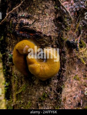 Brown Banana slug, Ariolimax columbianus, coniugata su un albero in California Foto Stock