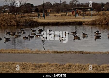 Oche del Canada svernamento a Lindsey City Park, Canyon, Texas Foto Stock