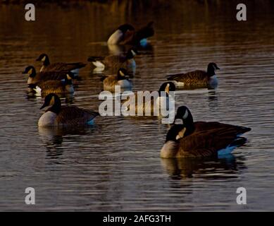 Oche del Canada svernamento a Lindsey City Park, Canyon, Texas Foto Stock