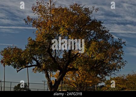 Caduta di alberi, Lindsey City Park, Canyon, Texas Foto Stock