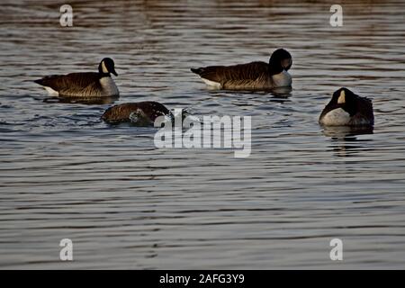 Oche del Canada svernamento a Lindsey City Park, Canyon, Texas Foto Stock