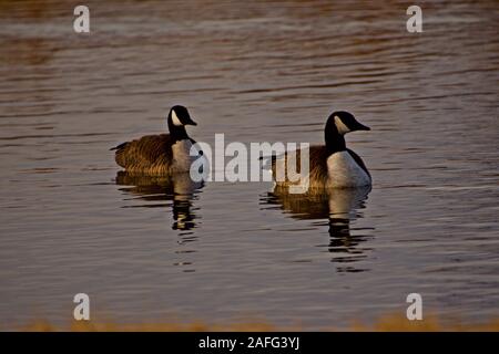 Oche del Canada svernamento a Lindsey City Park, Canyon, Texas Foto Stock