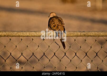 Mattina Colomba, Lindsey City Park, Canyon, Texas. Foto Stock