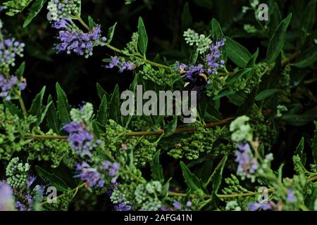 Bumble Bee pollinici, Canyon, Texas. Foto Stock