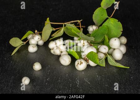 Sacco di bianco intero snowberry sulla pietra grigia Foto Stock