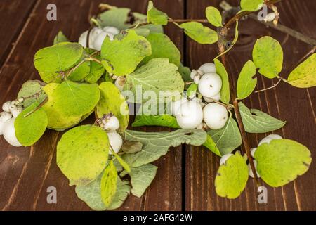 Sacco di tutta snowberry bianco su marrone del legno Foto Stock