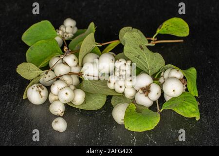 Sacco di bianco intero snowberry sulla pietra grigia Foto Stock