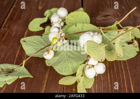 Sacco di tutta snowberry bianco su marrone del legno Foto Stock